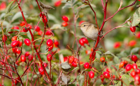 piante attirano uccelli