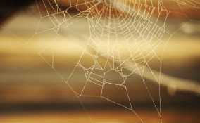 Come eliminare le ragnatele