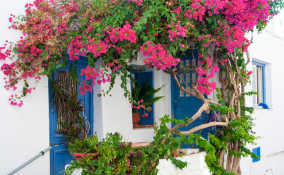 come coltivare bounganville, come coltivar boungavillea, cura boungaville