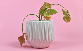 Perché le mie piante muoiono, piante muoiono