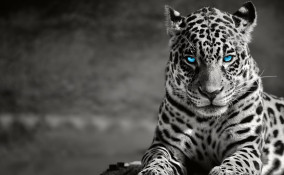 notte gialla, emis killa, madame