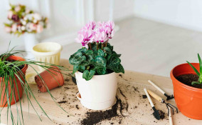 Ciclamini in inverno