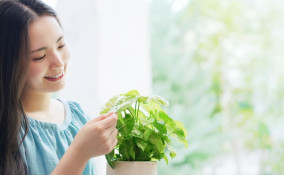 come capire se innaffiare, come capire se annaffiare, come sapere se le piante hanno bisogno di acqua