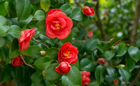 camelia secca, camelia secca cosa fare