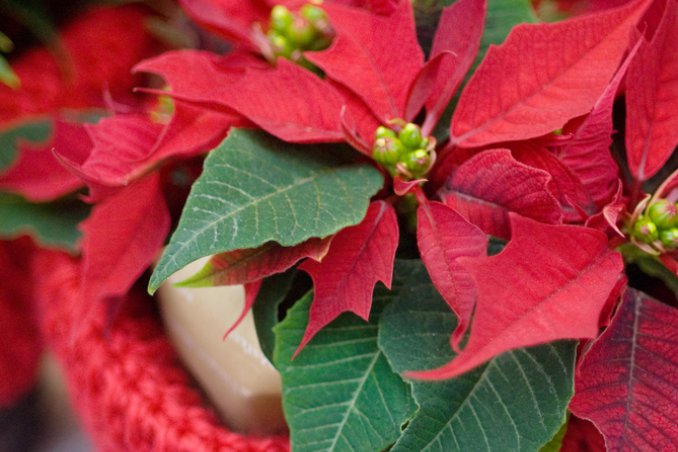 stella di natale-pianta-natale-regalo