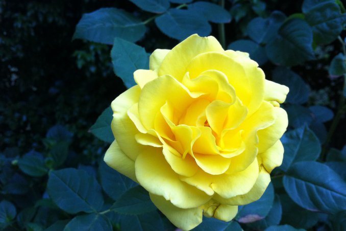 rosa fiore pianta curare innaffiare guardino consigli concimare potatura