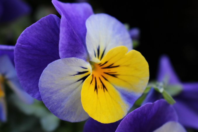 fiori inverno giacinti camelie viole sempreverdi bacche curare giardino