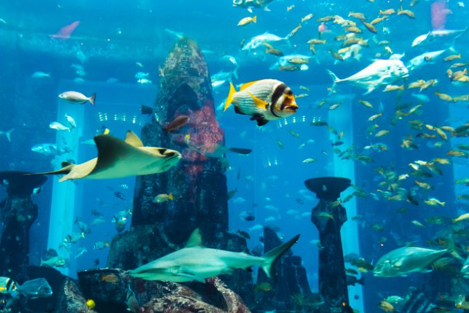 pesci tropicali fondali coralli