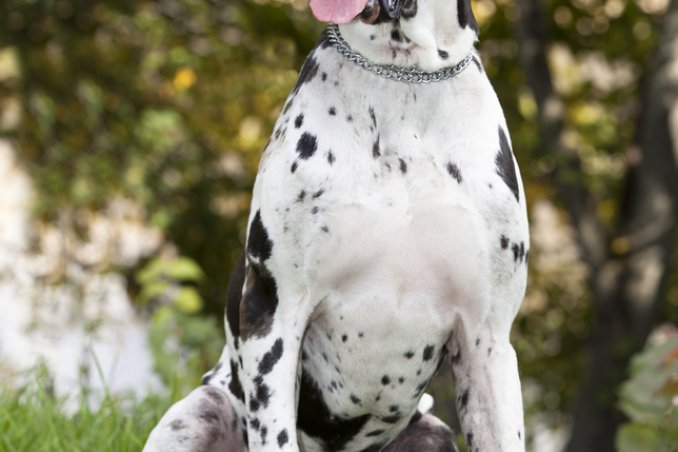 alano cane descrizione