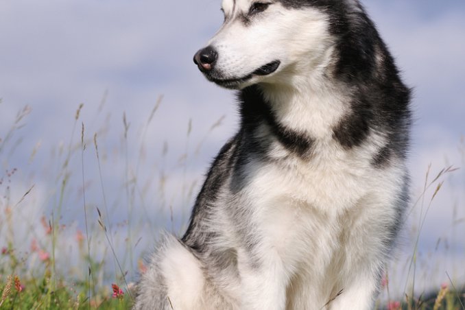 Alaskan Malamute, cane, descrizione