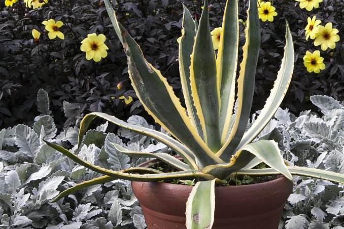 agavi-piante-coltivazione