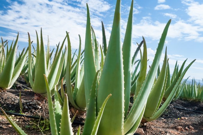 aloe vera pianta salute