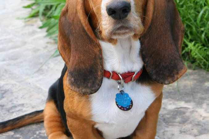 Basset Hound cane razza descrizione