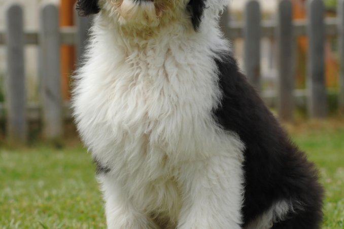 Bobtail cani pastore