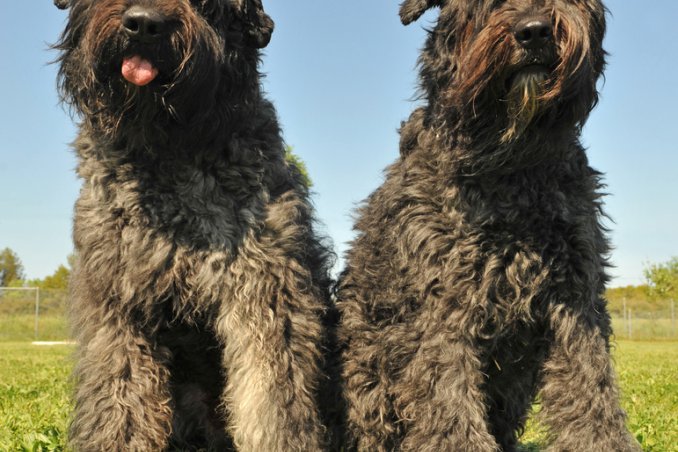 bovaro fiandre cane pastore