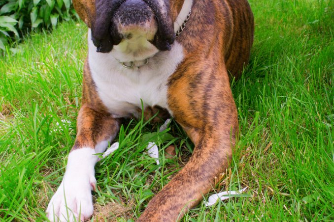boxer, cane, descrizione