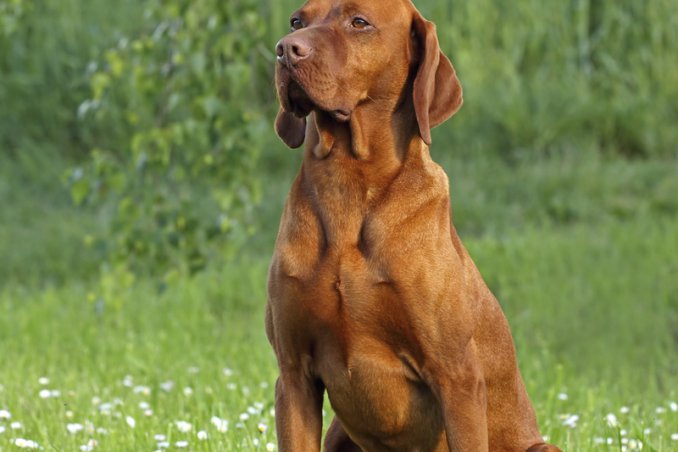 Bracco ungherese, Vizsla, cane, descrizione