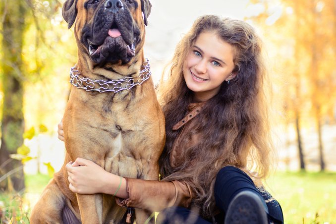 bullmastiff, cane, descrizione