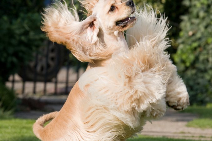 Cocker Spaniel Americano cani caccia