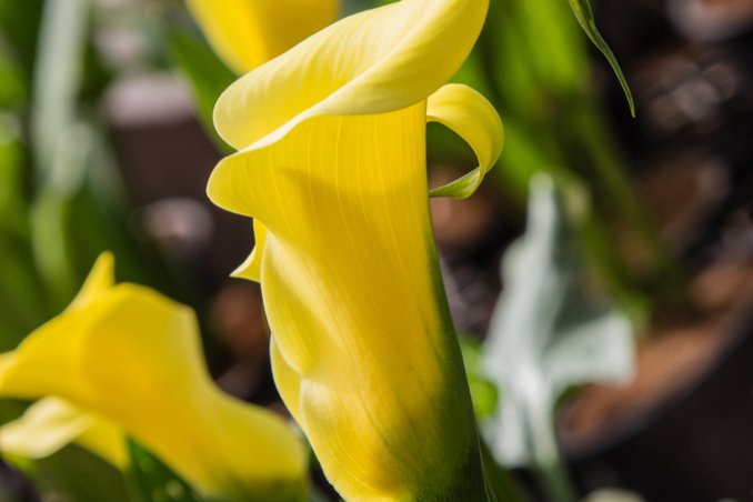 calla-fiore-pianta