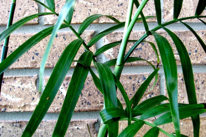 Camedorea-pianta-casa