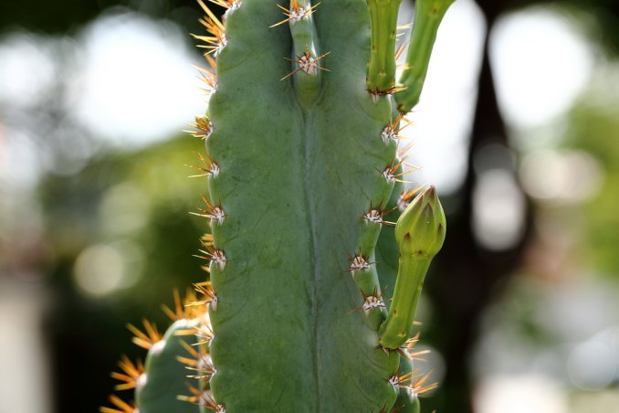 cactacee-cereali-pianta