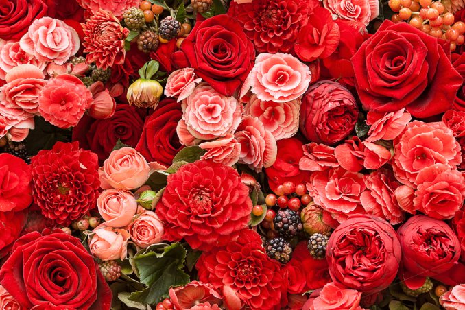 fiore, pianta, giardino, mazzo di fiori, fioritura, boccioli, rose