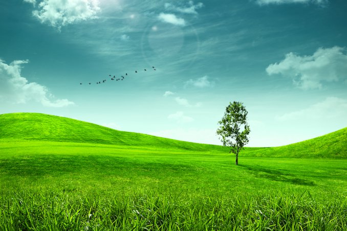 verde, natura, campo, prato, parco, giardino, pascolo