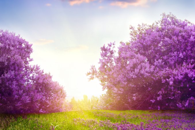 fiori, bella stagione, clima mite, sole primavera sogno