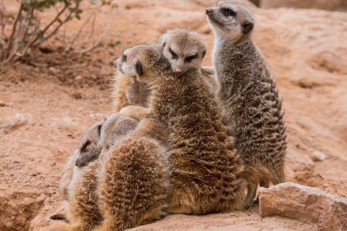 animale, animale domestico, animale selvaggio, belva, fiera, bestia sogno