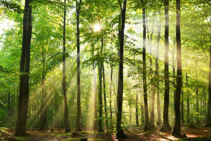 bosco, foresta, alberi, piante sogno