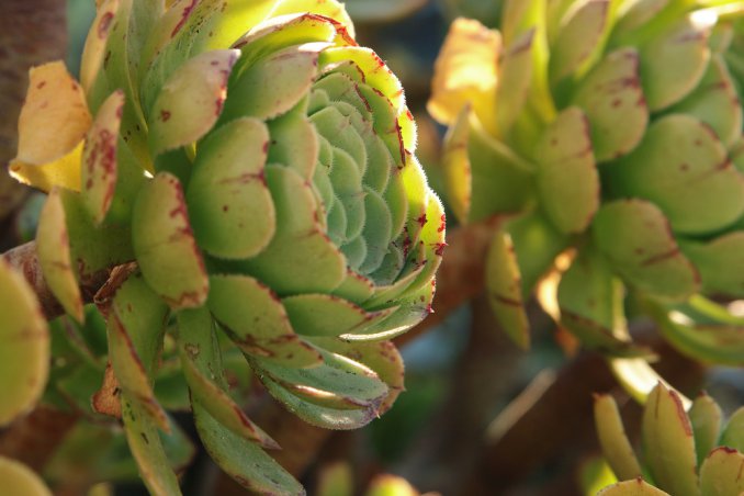 cura delle piante grasse