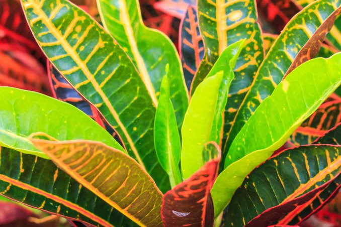 Croton-fiori-piante
