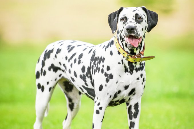 Dalmata cani affezione