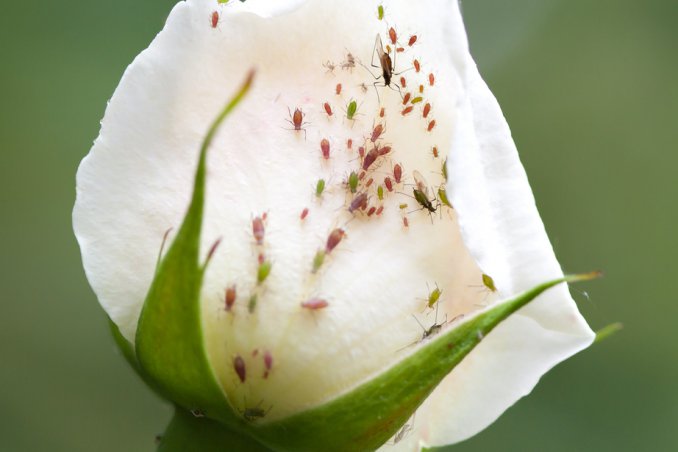 rimedi contro gli afidi