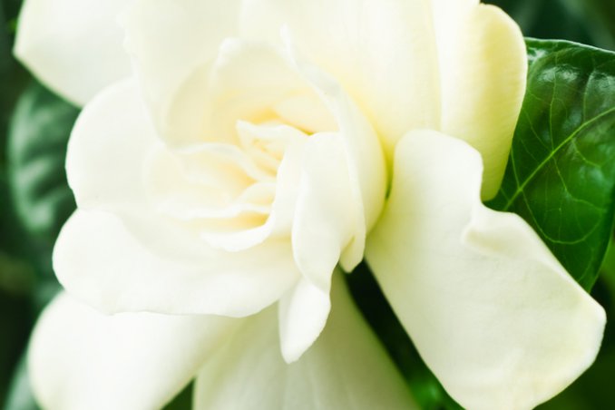 arbusti-gardenia-piante