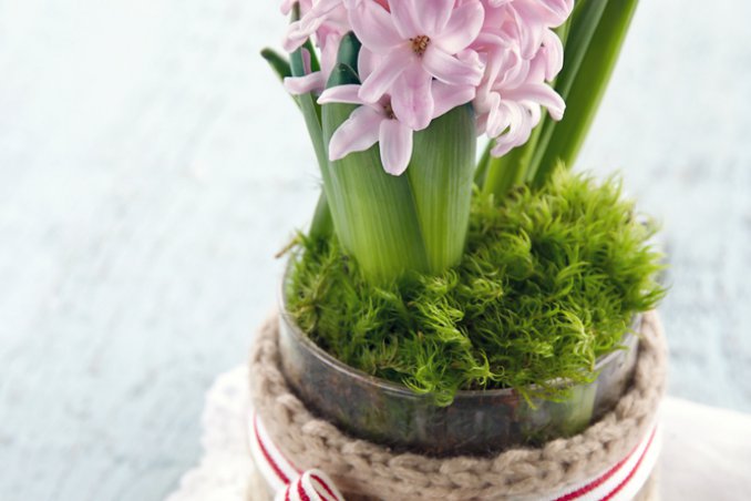 giacinto-bulbosa-coltivazione