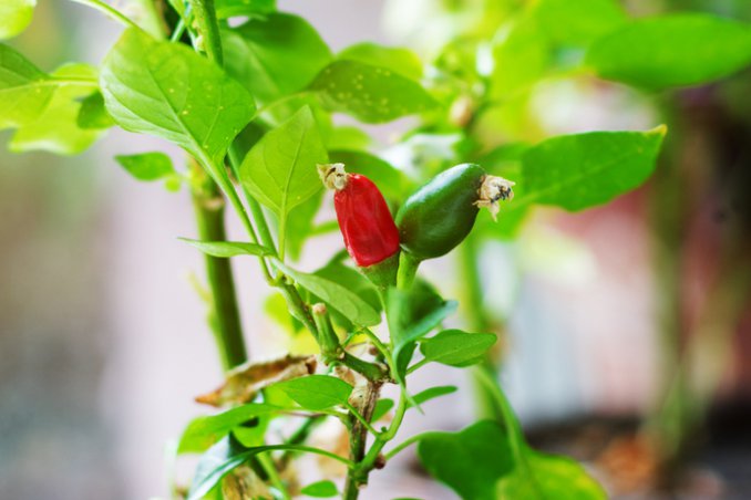 peperoncino-pianta-consigli