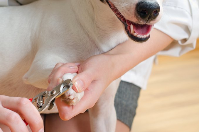 cane unghie taglio controllo sicurezza modalità suggerimenti
