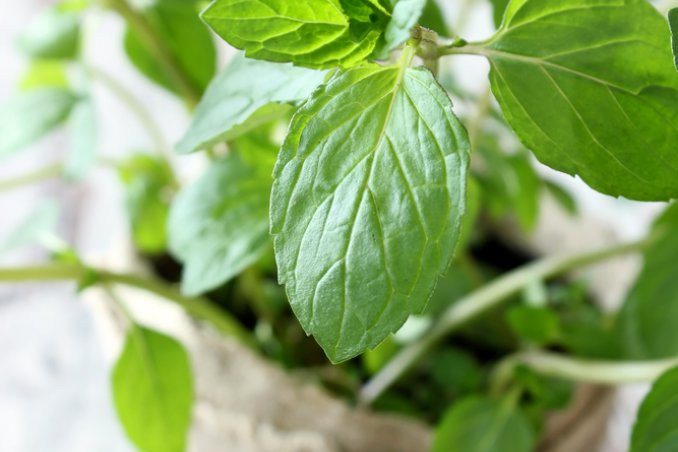 menta-pianta-vaso