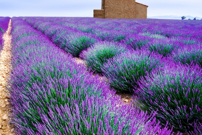 lavanda pianta proprietà salute