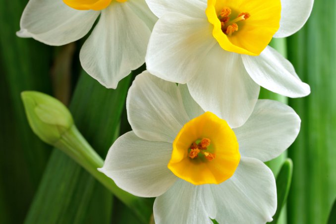 narciso-fiori-pianta