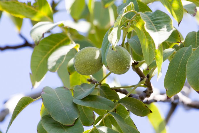 noce albero benefici salute
