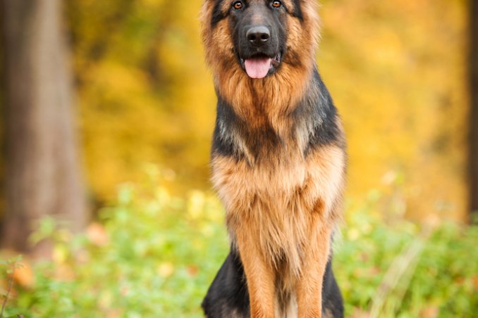 cane da pastore tedesco