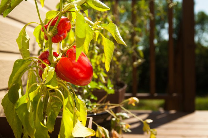 peperoncini-giardino-pianta