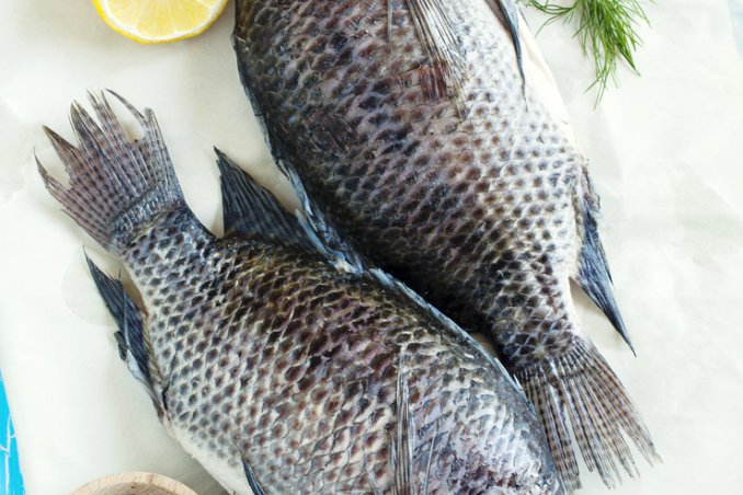 pesce consigli fresco allevato congelato suggerimenti 