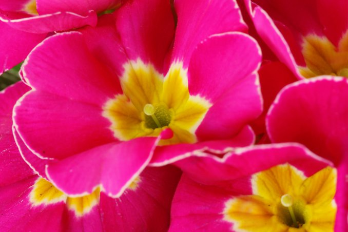 primula rimedi curativi piante salute