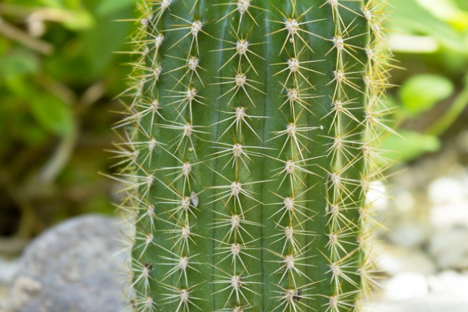 Trichocereus-cactus-piante grasse