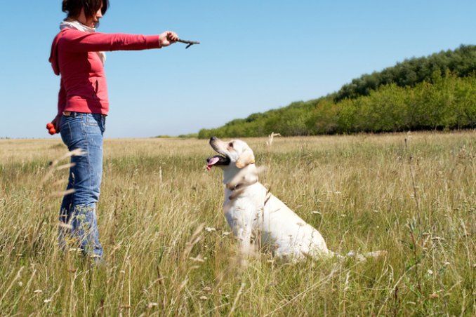 cane comportamento psicologo dieta atteggiamento aggressivo disciplina
