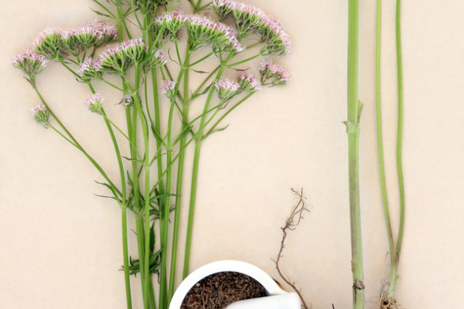 valeriana tisane salute infusi erba calmante